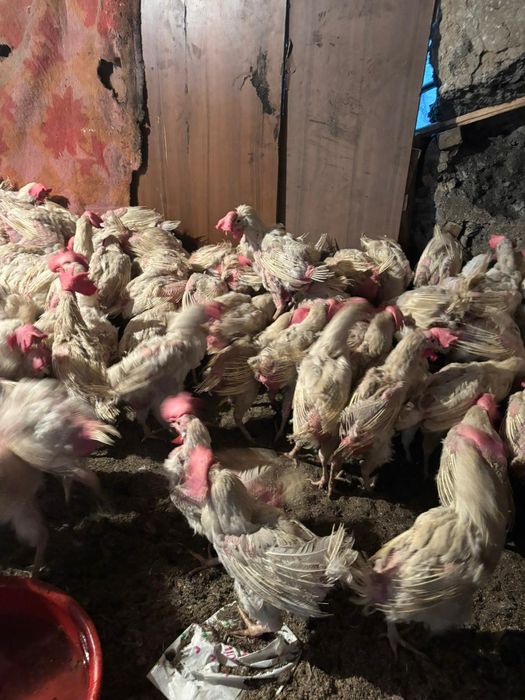 Куры несушки породы леннгорн