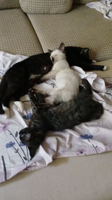 Отдам  котят в добрые руки