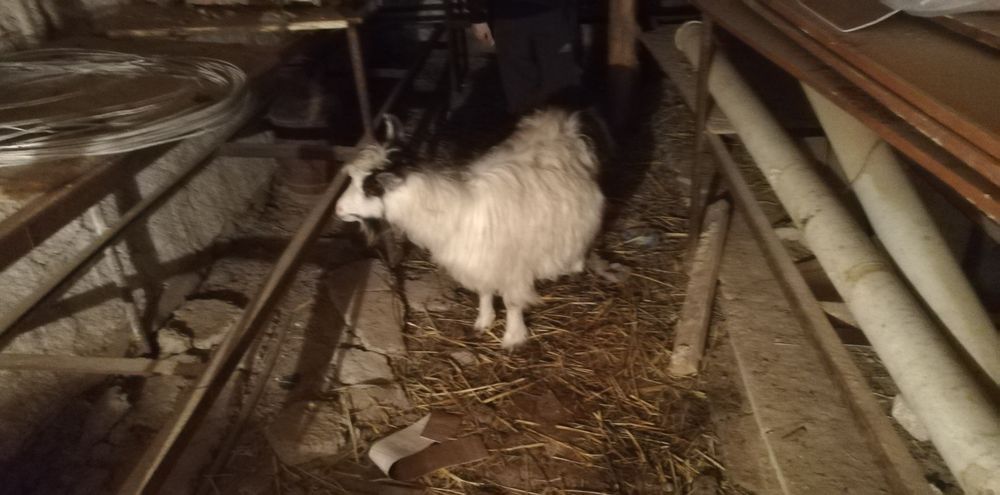 Ешкі сатылады сүтты