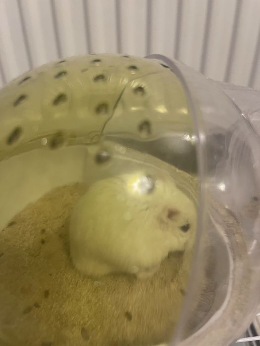 Hamster+cusca negociabil