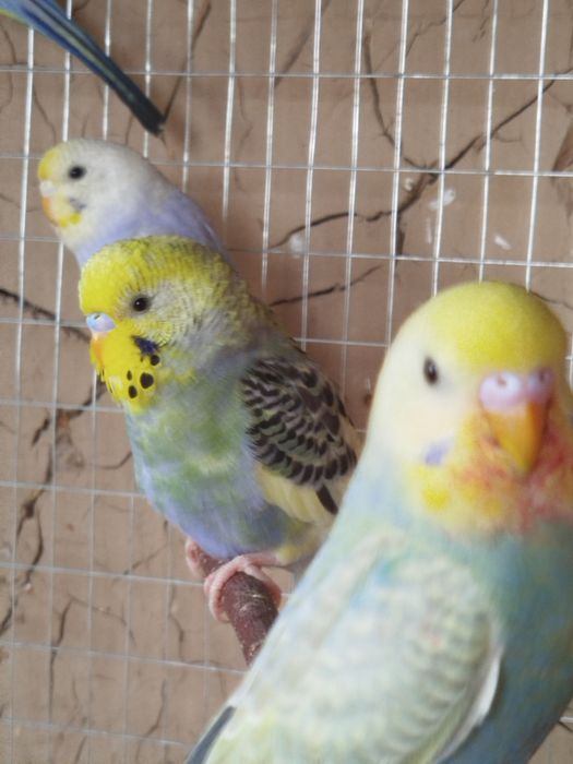 Радужные волнистые попугаи