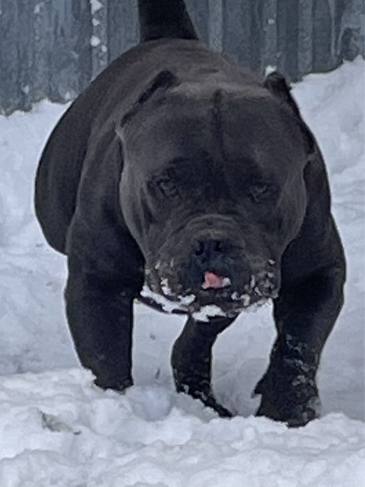 Американский булли,щенки,вязка