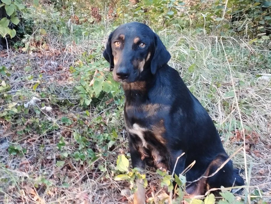 Подаряват се кученца