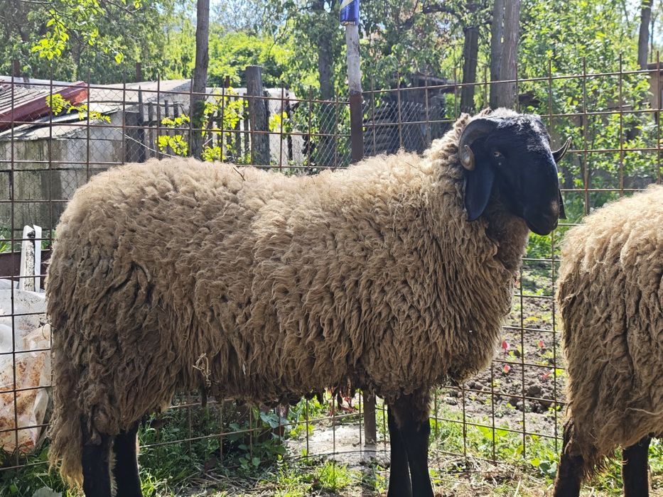 Berbec de un an si două luni Cap Negru Teleorman ,