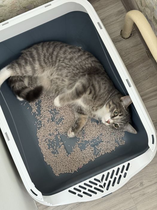 отдам котенка в хорошие руки