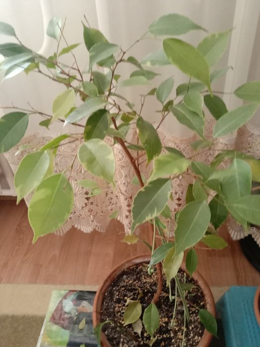 Продам комнатные цветы