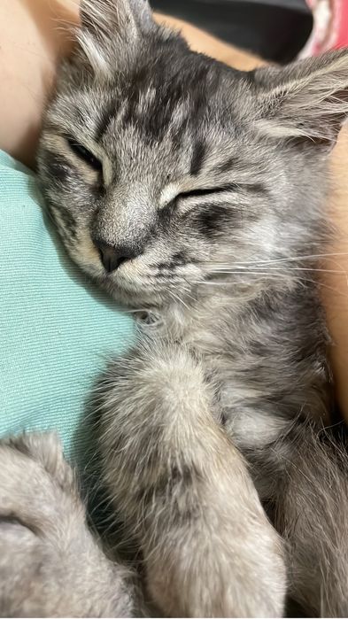 Передержка кошек