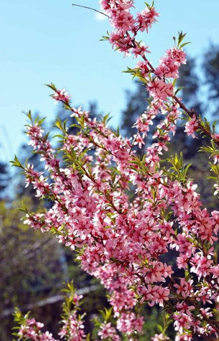 Кошет, саженцы, миндаль, бадам