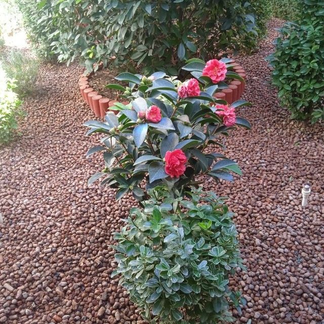 Газон ландшафтный дизайн садовник