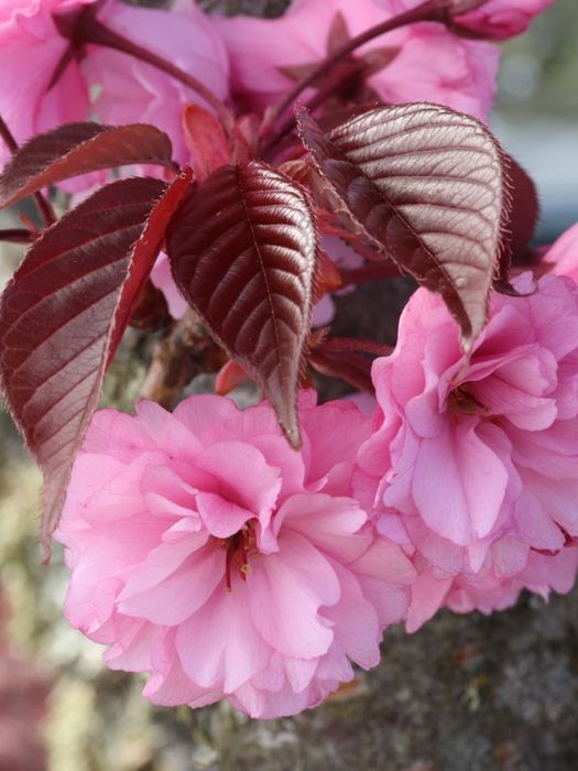 Cires Japonez Royal Burgundy