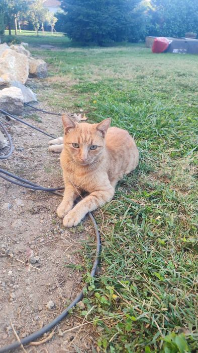 Котки давам безплатно.