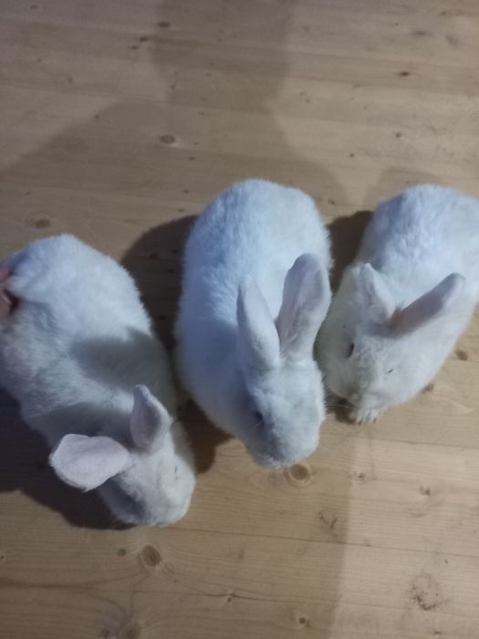 Novozenladskiy quyonchalar sotiladi