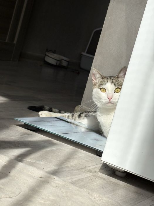 Отдам Кота бесплатно