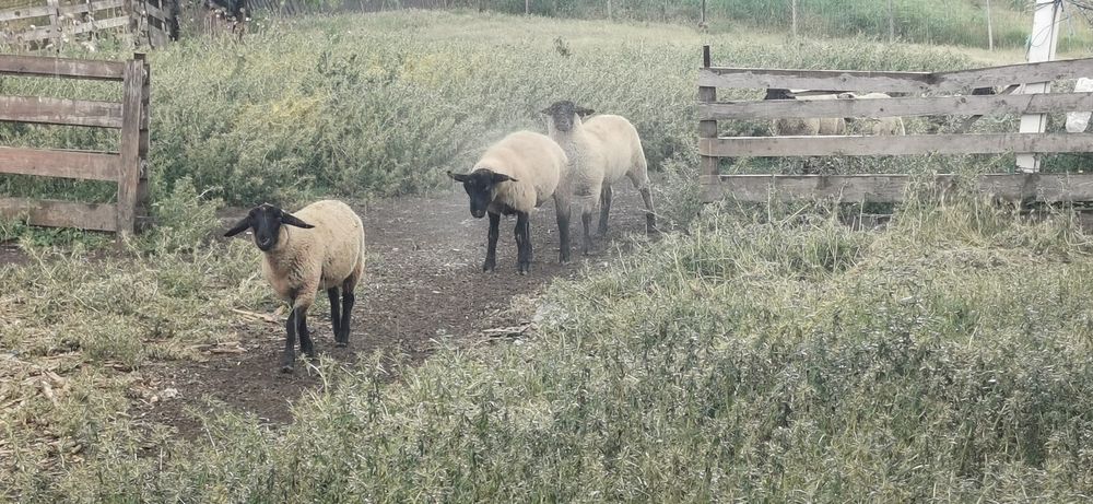 Vând miei si mielute