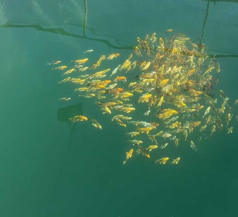 Декоративная японский карп коя в наличии малки и маточные