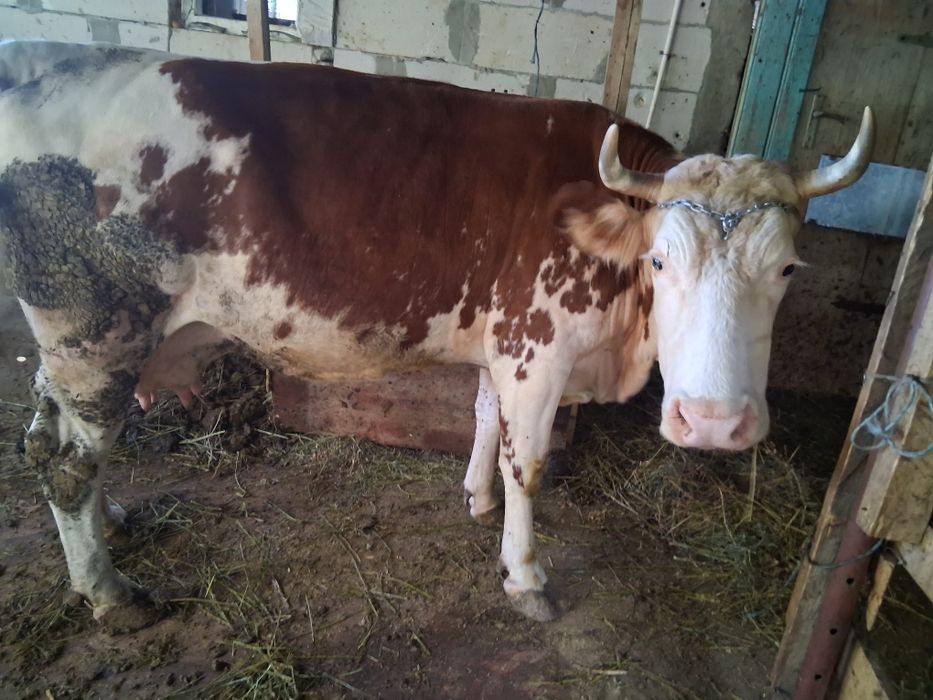 Vaca baltata afata an 7 luni