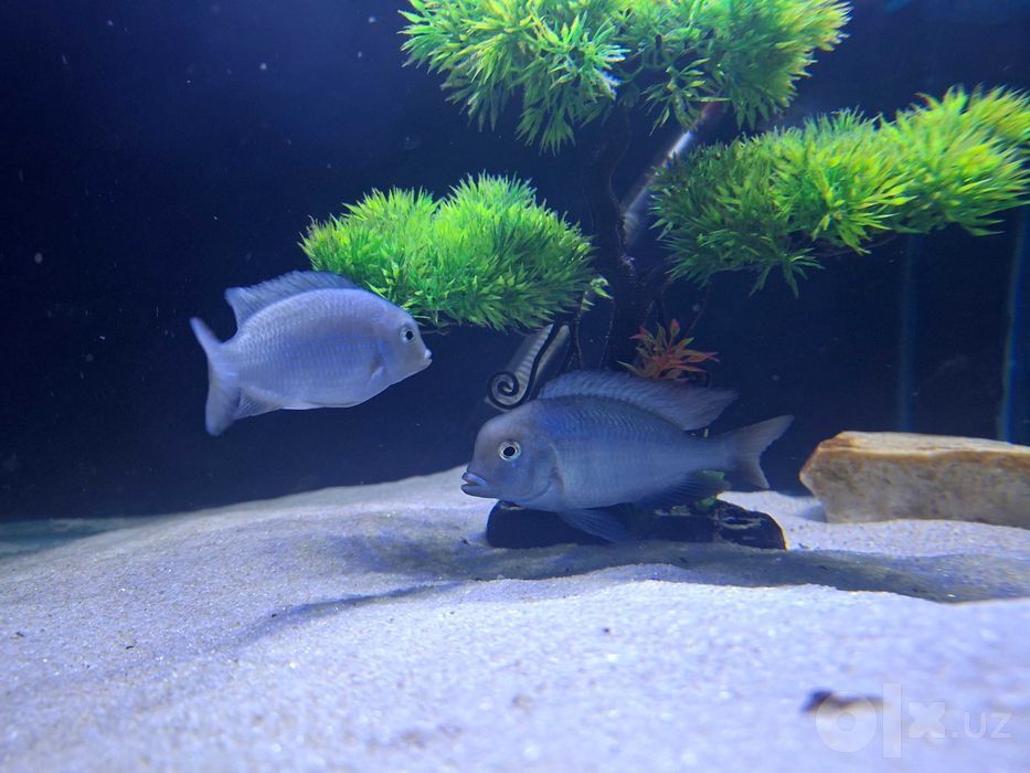 Ko‘k delfin bollari