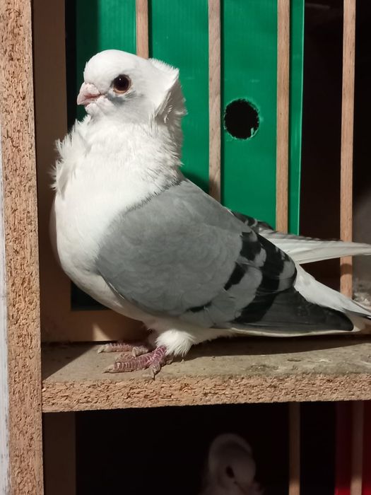 Pescarusi germani 200 roni