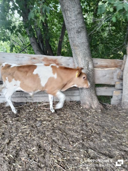 Продам  три. Бычка