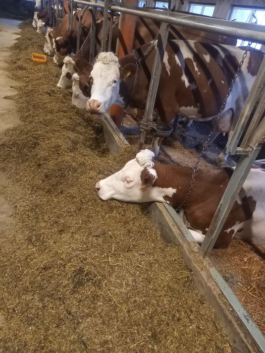 Vaci de vânzare tinere