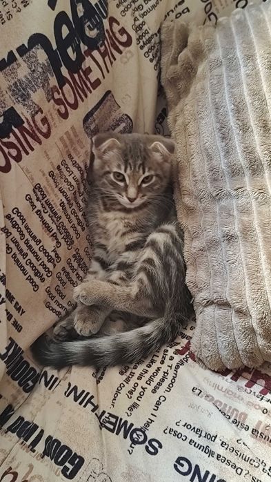 Котенок  девочка