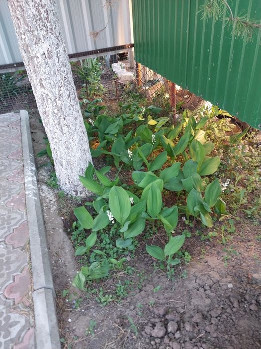 Отдельно стоящий дом