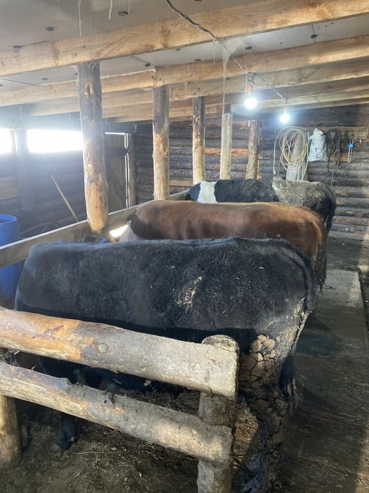 Продам 2 быка и одну телку с откорма