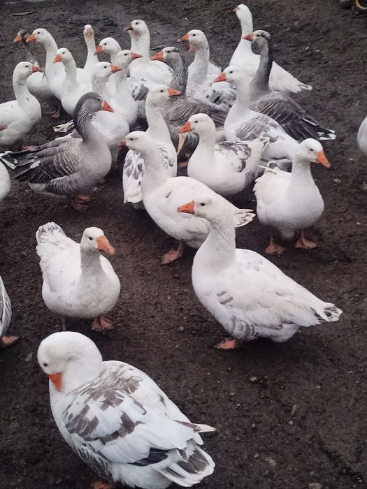 Vând gâște tinere