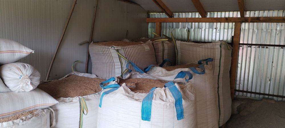 Grau panificație, NU triticale