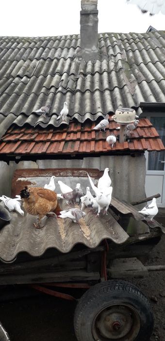 Vand porumbei voiajori