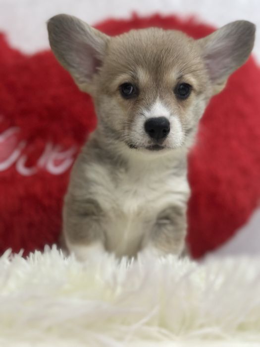 Шикарные малыши вельш корги