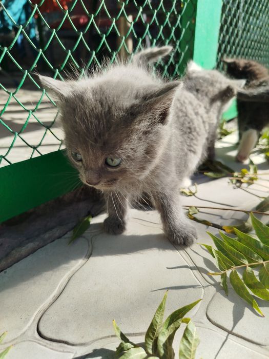 Отдам котёнка, мальчик