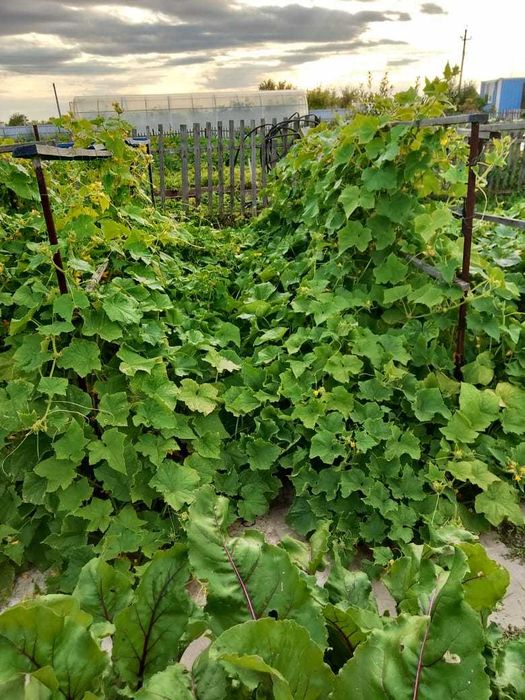 Продам дачу в Дамсе