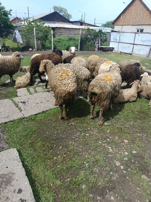 В продажи Токты Сек Саулык