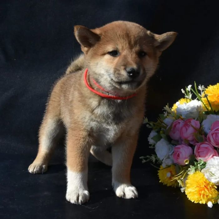 Продам щенков японской сибы