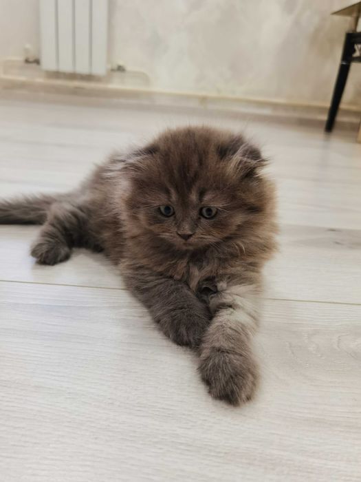 Продаются котята
