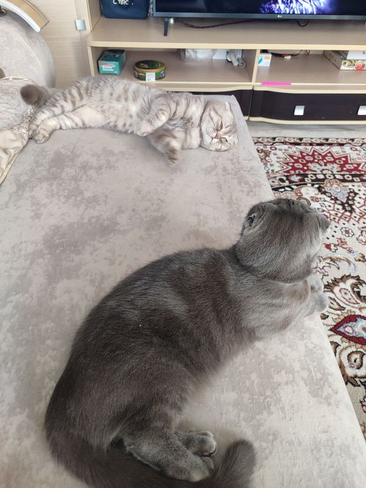 Котята вислоухие шотландцы