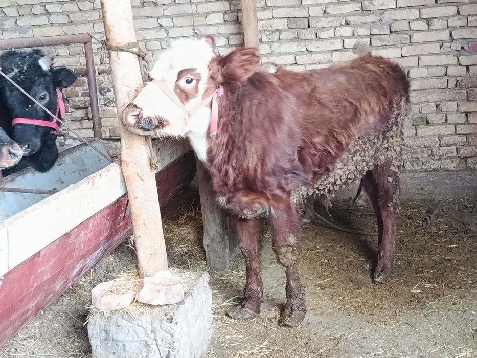 Buqalar sotiladi.Hamasi bitta joyga