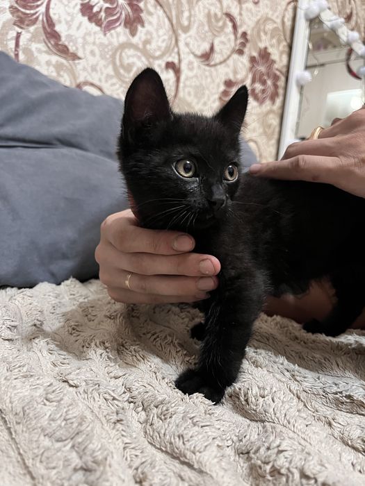 Ищем дом маленькому котику!