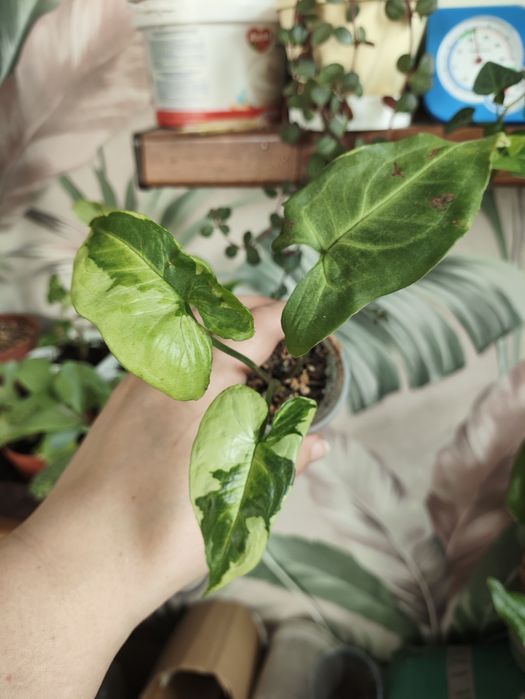 Сортовые сингониумы