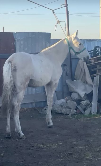 Дөнен жорға ат сатам