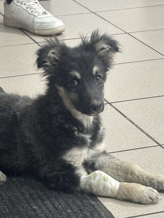 Ветеринар на дом 24/7