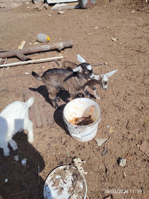 Козы молочный козлята