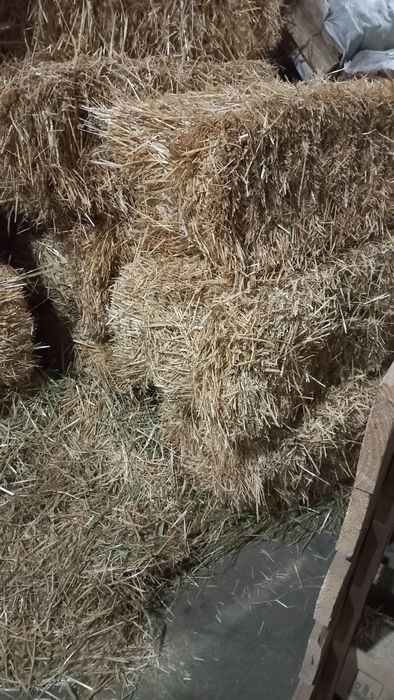 САЛОМА.  Клевер. СЕНО.