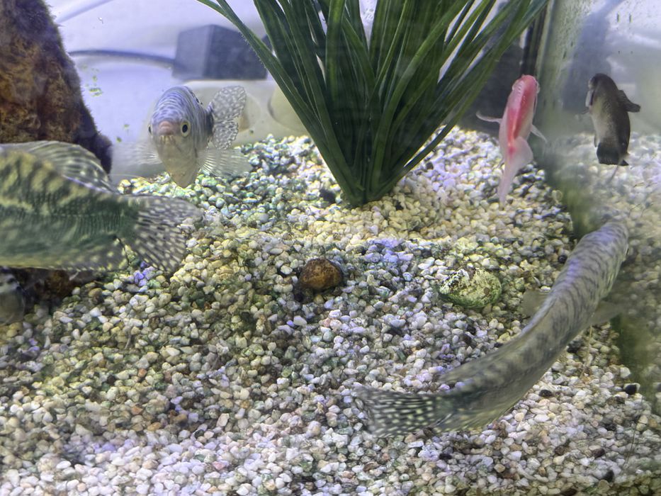 Аквариум с рыбками