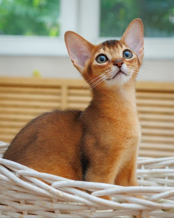 Абиссинские элитные котята