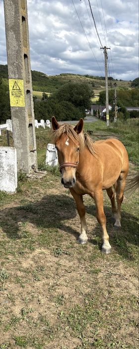 Vand manza de un an jumatate