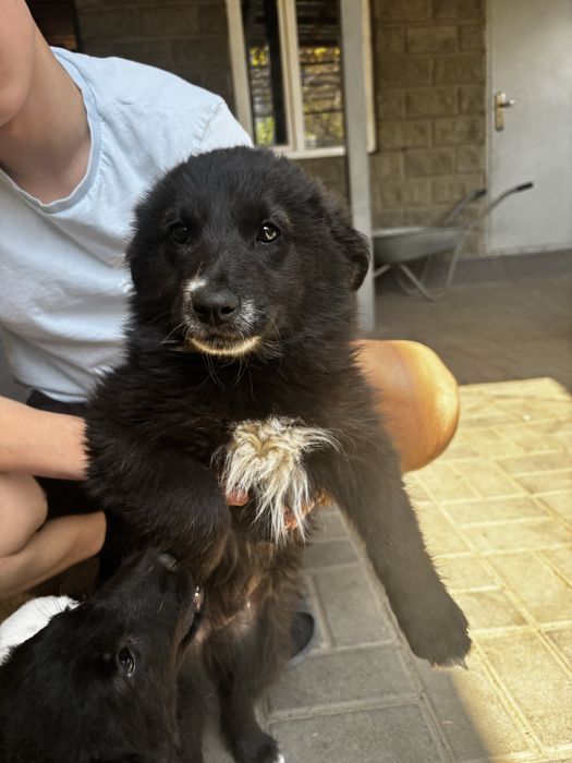 Продам щенков добрым людям