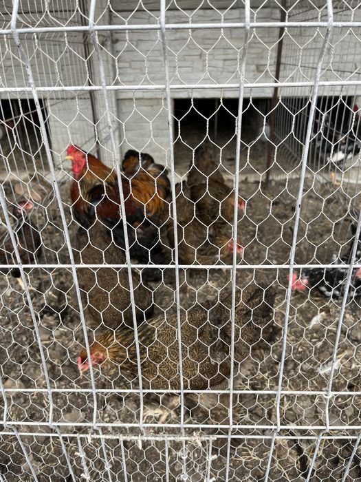 Vând păsări rasă pură Brahma Potârnichiu