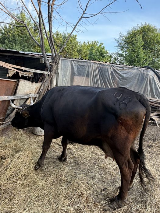 Продам домашнюю корову